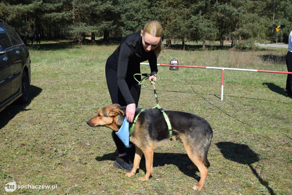 Tłum czworonogów na Biegu z Psem w Karwowie