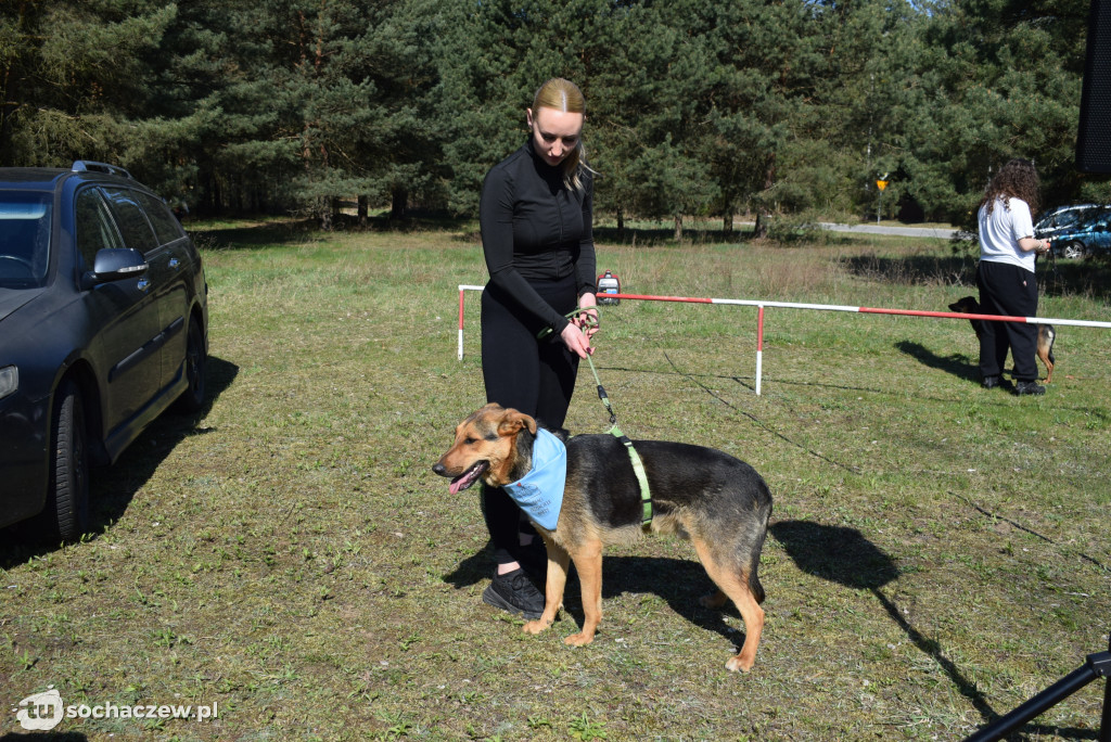 Tłum czworonogów na Biegu z Psem w Karwowie