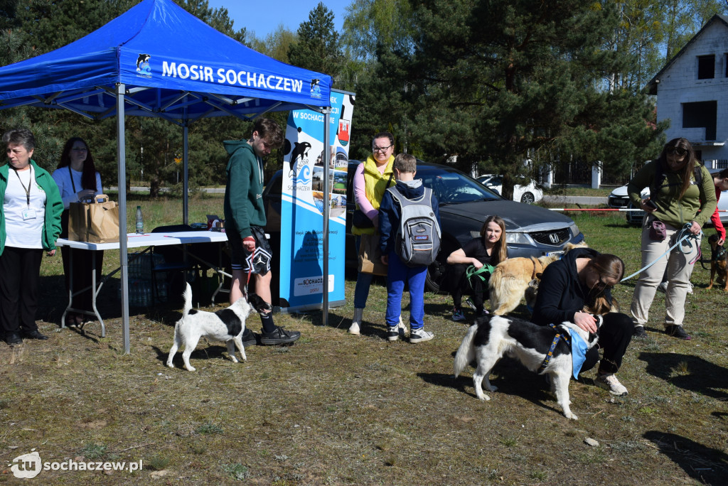 Tłum czworonogów na Biegu z Psem w Karwowie