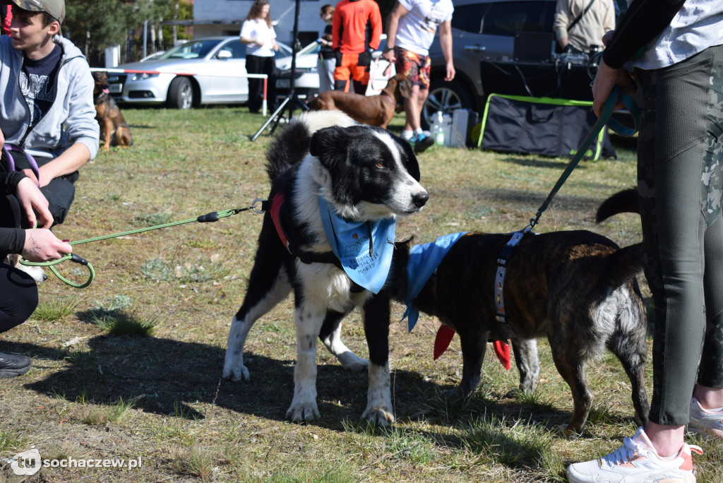 Tłum czworonogów na Biegu z Psem w Karwowie