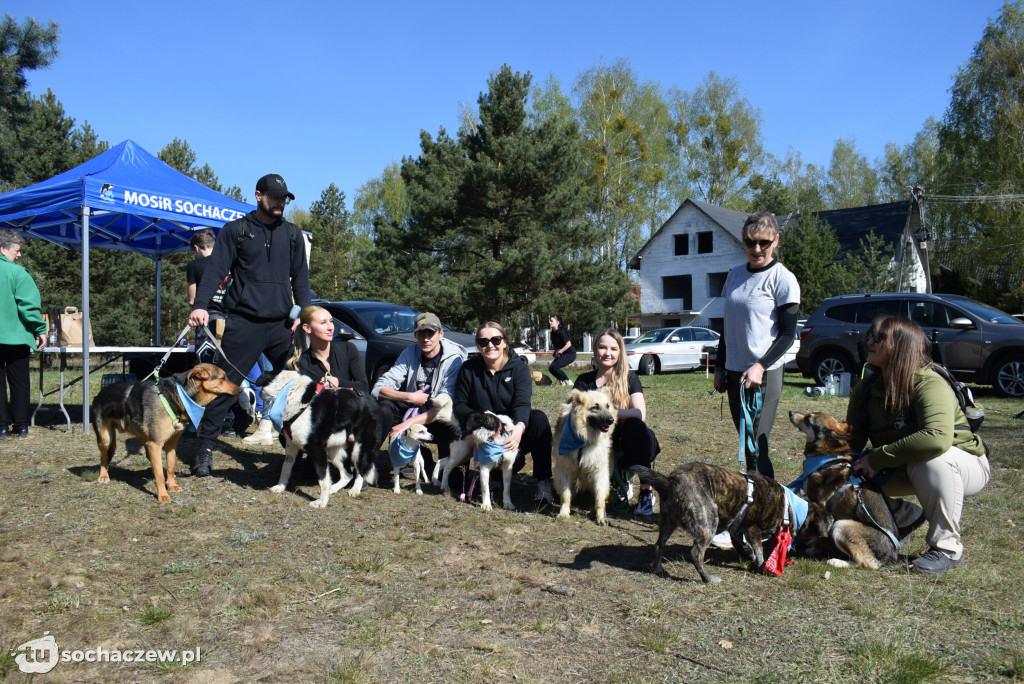Tłum czworonogów na Biegu z Psem w Karwowie