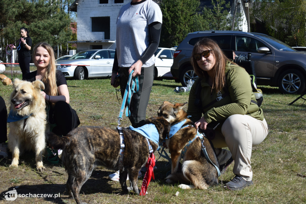 Tłum czworonogów na Biegu z Psem w Karwowie