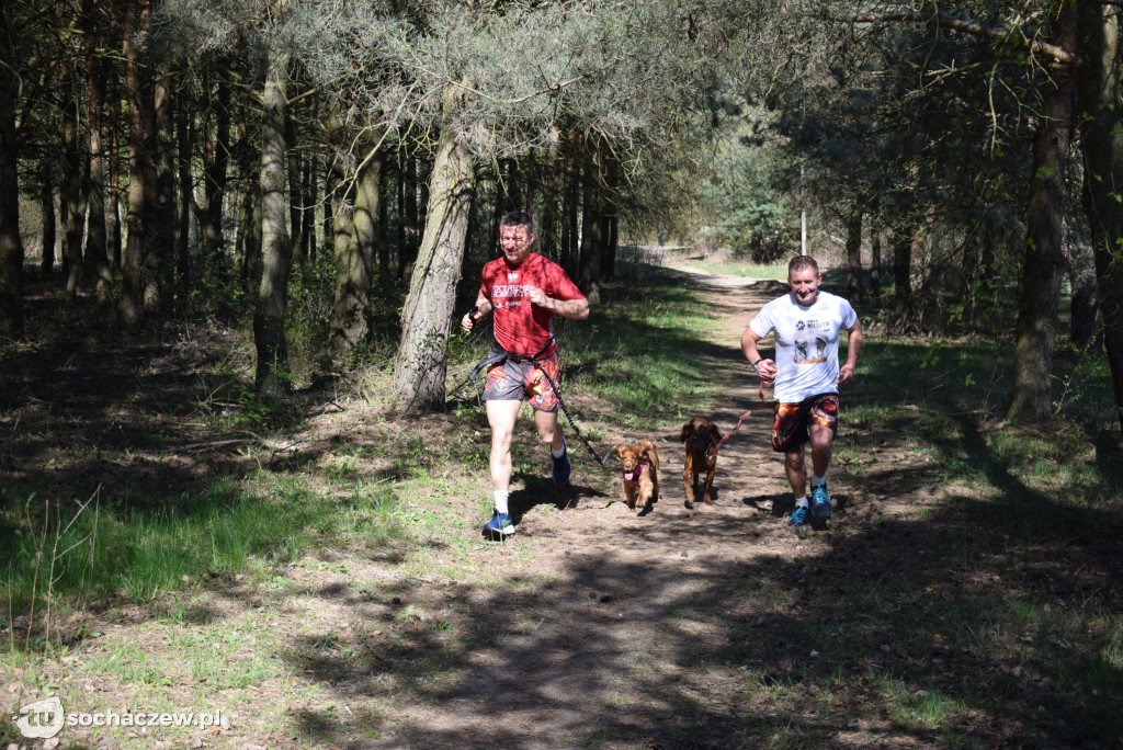 Tłum czworonogów na Biegu z Psem w Karwowie
