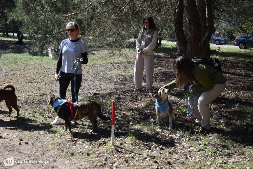 Tłum czworonogów na Biegu z Psem w Karwowie