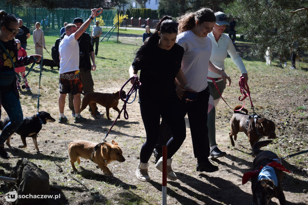 Tłum czworonogów na Biegu z Psem w Karwowie