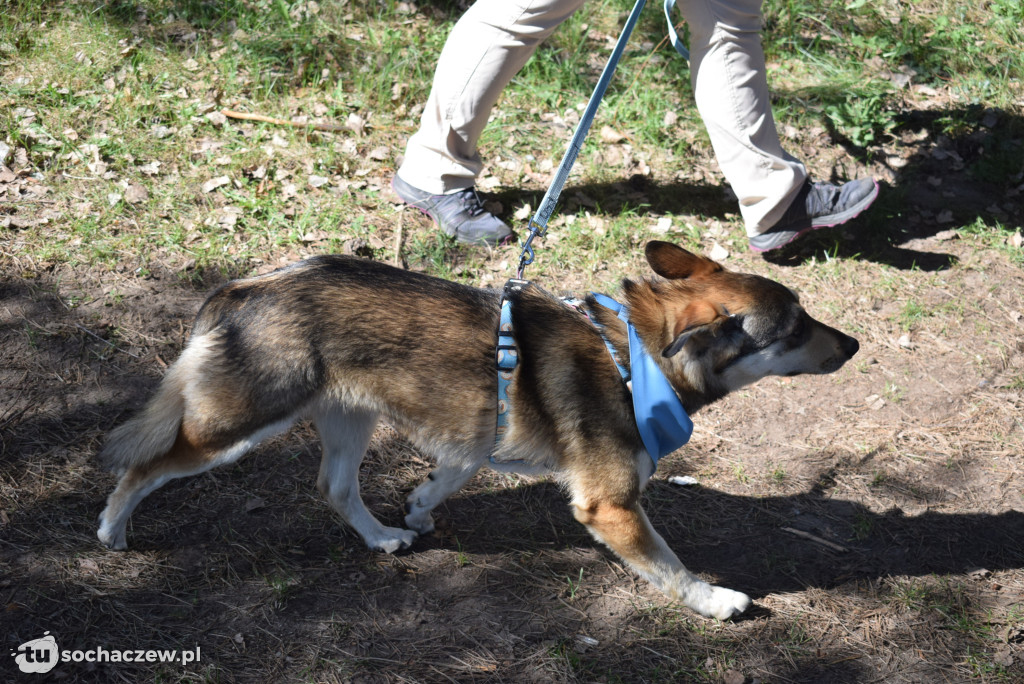 Tłum czworonogów na Biegu z Psem w Karwowie