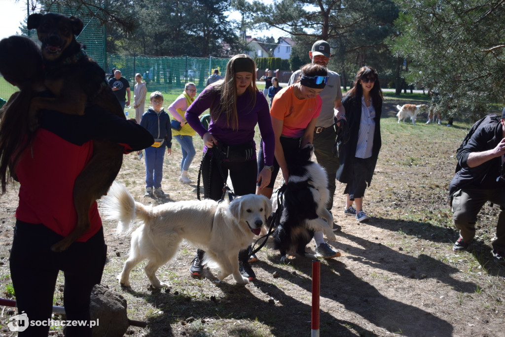 Tłum czworonogów na Biegu z Psem w Karwowie