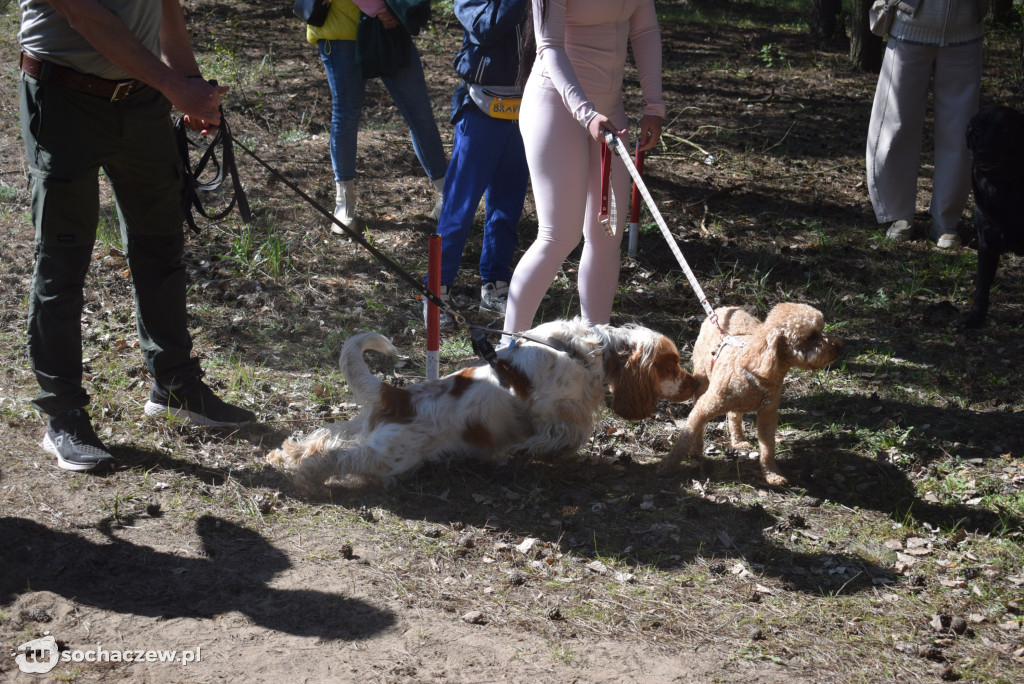Tłum czworonogów na Biegu z Psem w Karwowie
