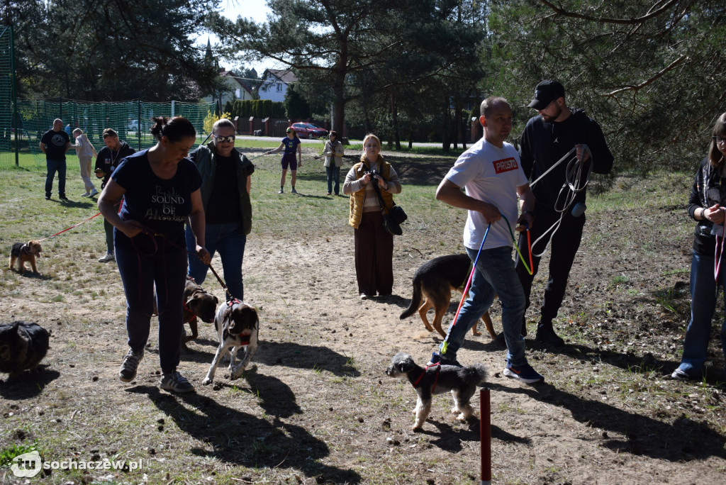 Tłum czworonogów na Biegu z Psem w Karwowie