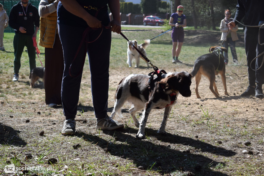 Tłum czworonogów na Biegu z Psem w Karwowie