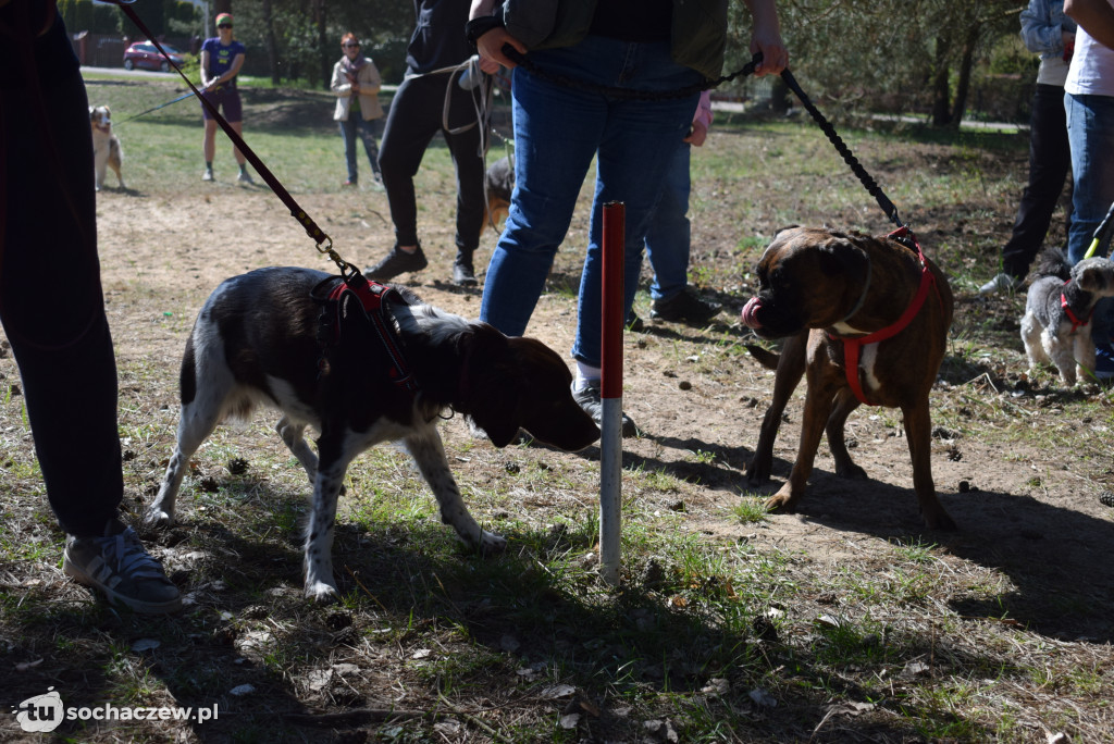 Tłum czworonogów na Biegu z Psem w Karwowie