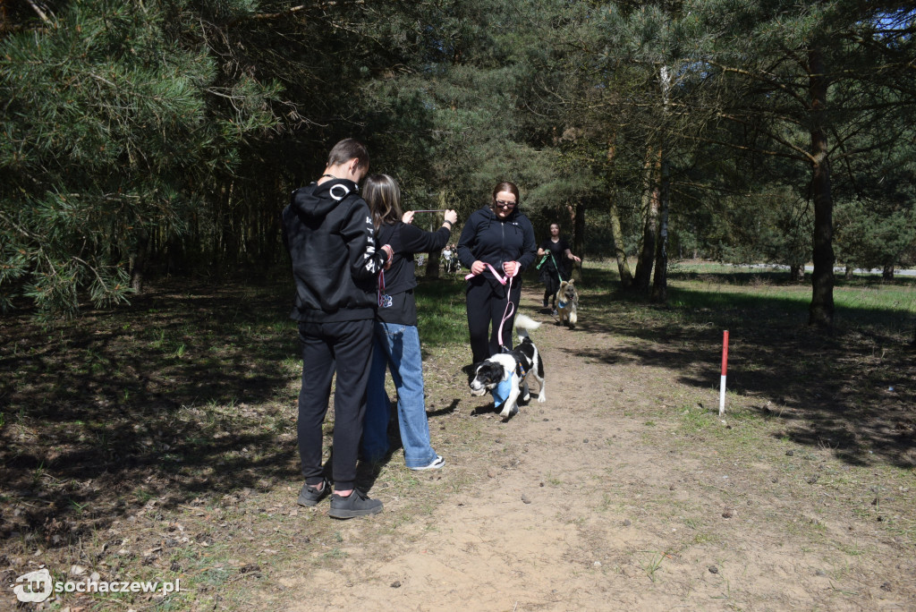 Tłum czworonogów na Biegu z Psem w Karwowie