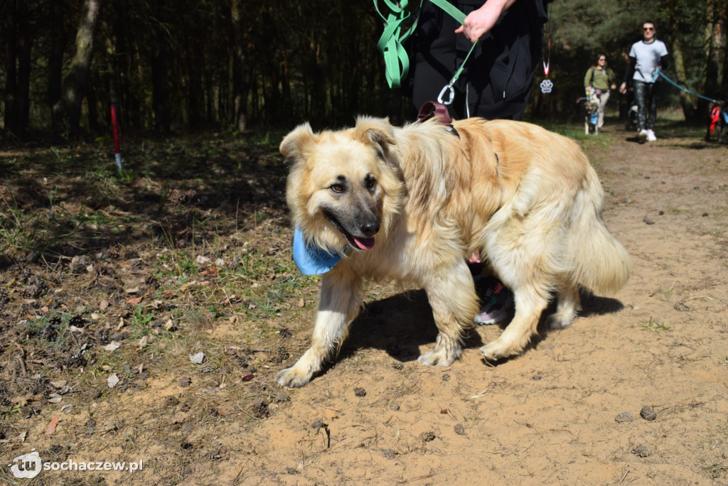 Tłum czworonogów na Biegu z Psem w Karwowie