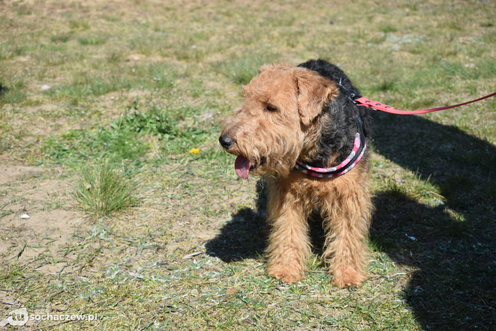 Tłum czworonogów na Biegu z Psem w Karwowie