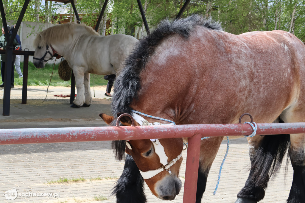 III Jarmark Rolniczy w Kozłowie Biskup 2026 [FOTO]