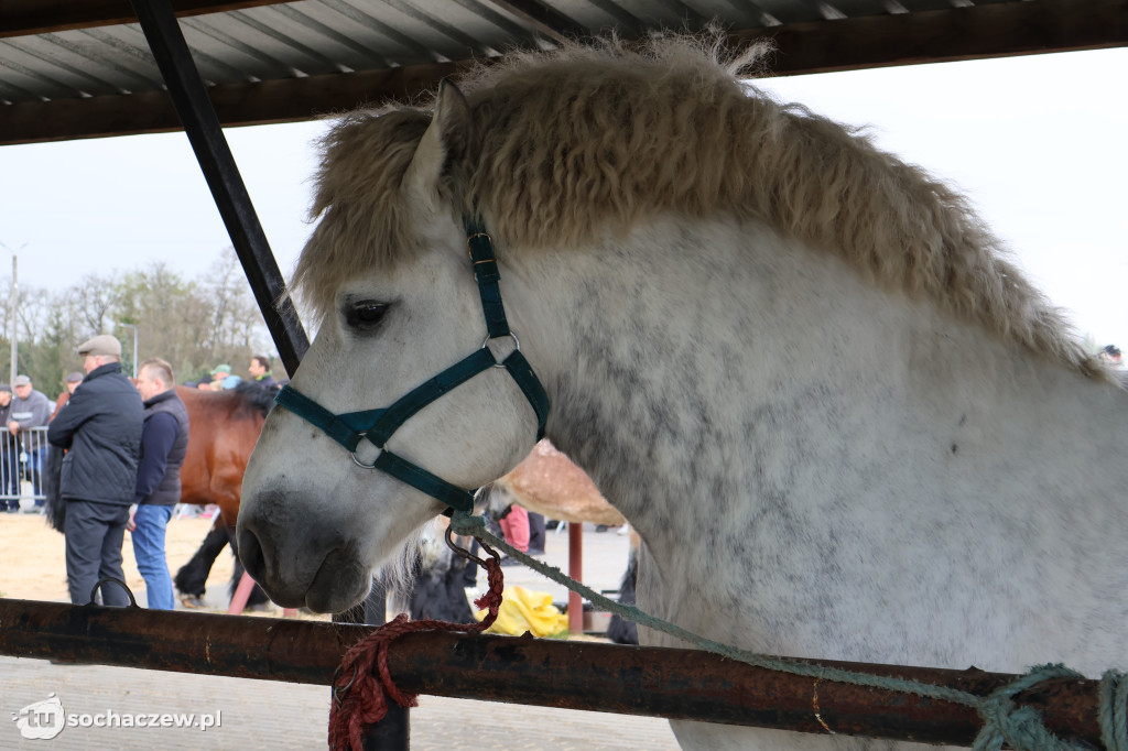 III Jarmark Rolniczy w Kozłowie Biskup 2026 [FOTO]