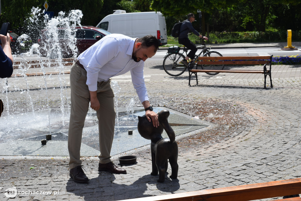Tak wygląda Bonifacy w Sochaczewie, a to nie ostatni kot