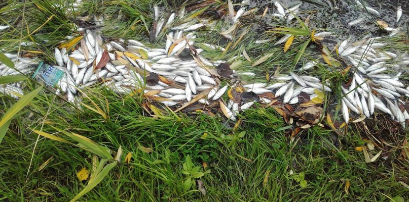 Śnięte ryby w Zalewie Boryszewskim