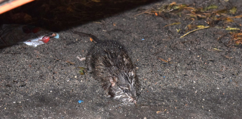 Szczura przy Batorego można głaskać