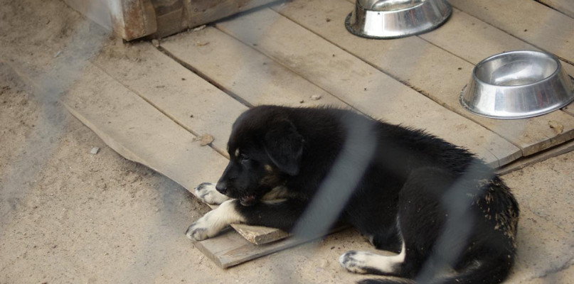 Schronisko Azorek. Stanowisko Urzędu Miasta