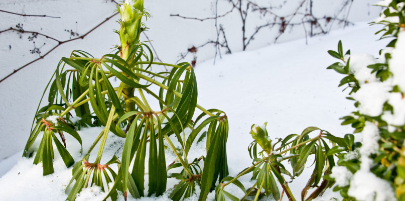 Fot. M. Kazur / NIFC