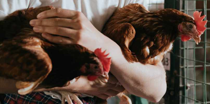 Targowisko w Kozłowie Biskupim: wraca handel drobiem i ptactwem 