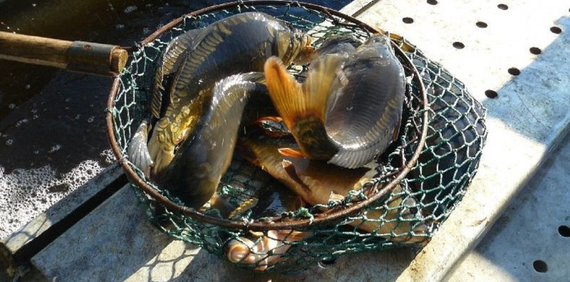 foto PZW Sochaczew Miasto