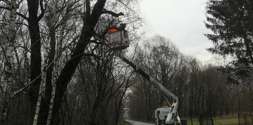 ZGK Nowa Sucha o małych lokatorach w starych wierzbach i o przycince