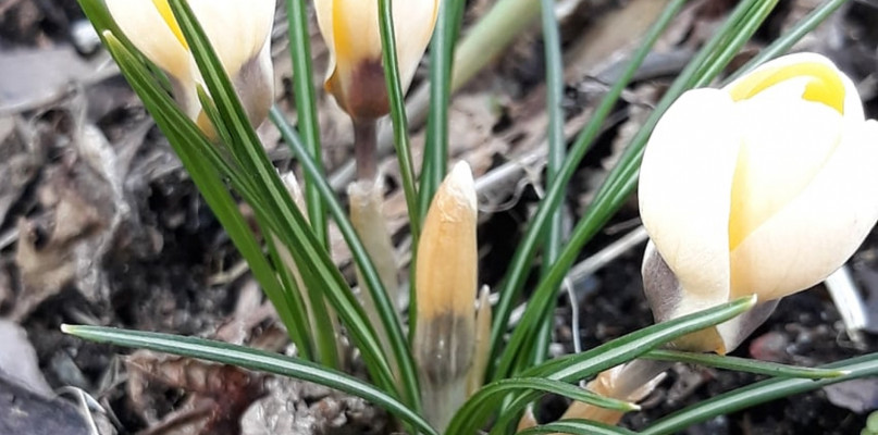 W Sannikach już wiosna, warto odwiedzić park