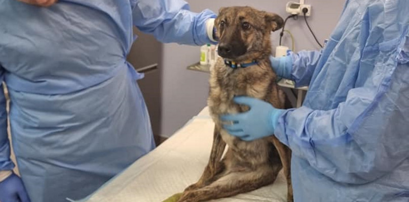 Sparaliżowany pies z Ukrainy, foto Fundacja dla Szczeniąt Judyta