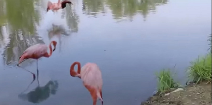 Flamingi w Sochaczewie, czyli historia z kategorii: nie do wiary [VIDEO]