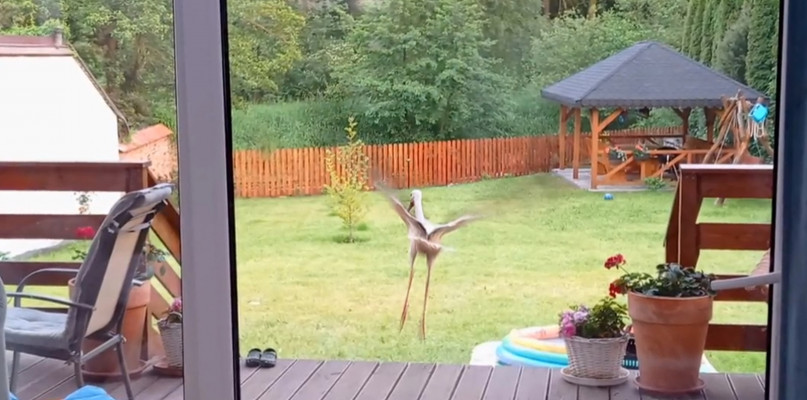 Bocian terrorysta z Tułowic, atakuje samochody i domostwa