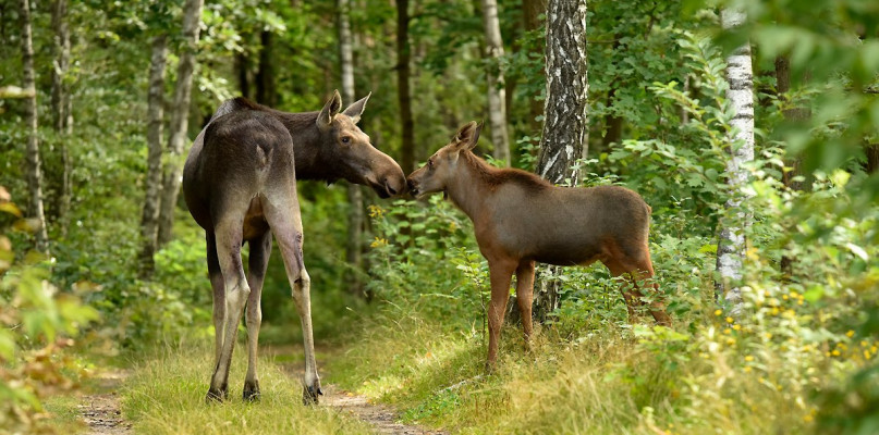 Puszcza Kampinoska: park informuje o utrudnieniach dla turystów