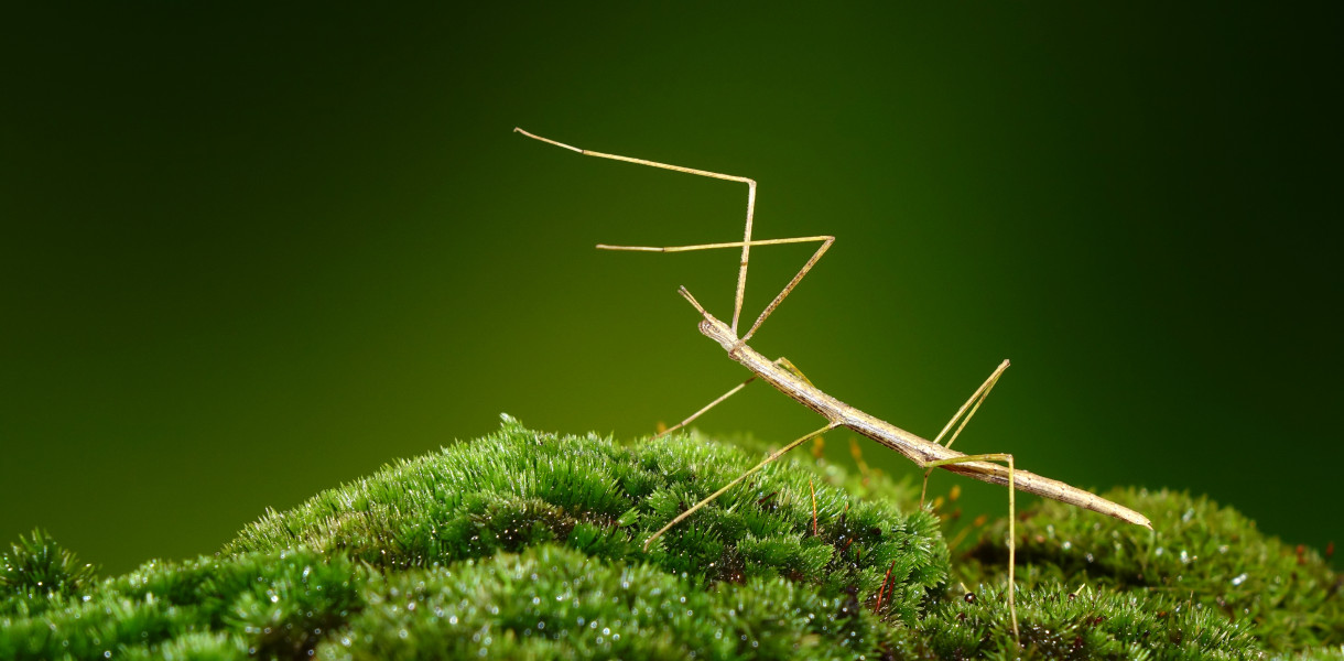 Hodowla patyczaka dla początkujących