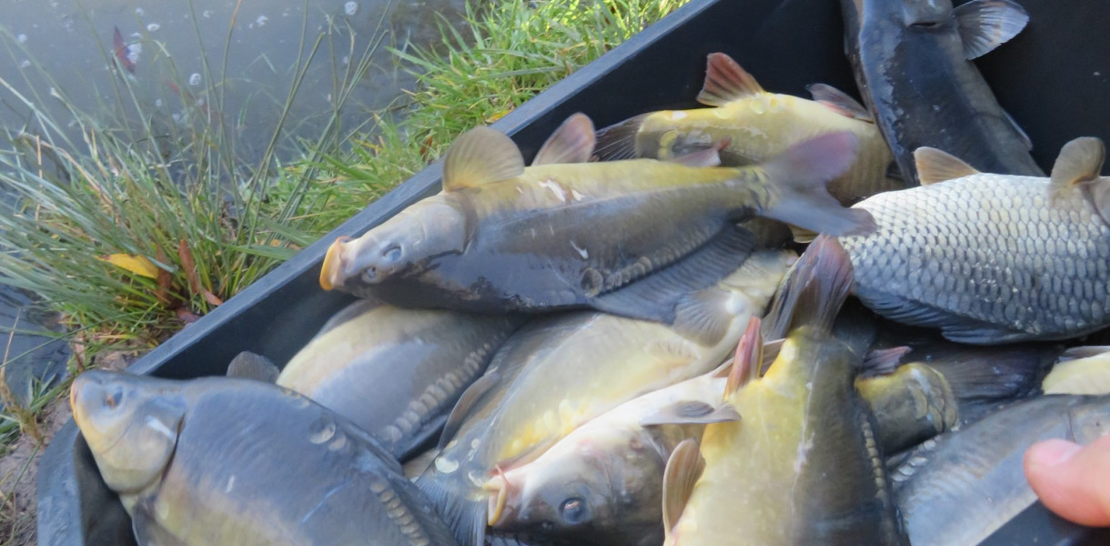 PZW Chodaków: zarybianie zbiornika w Plecewicach, są utrudnienia