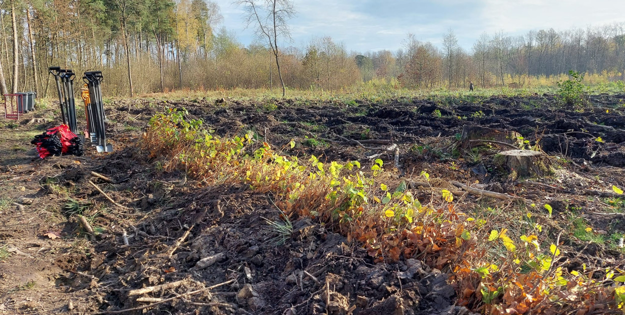 foto Nadleśnictwo Skierniewice