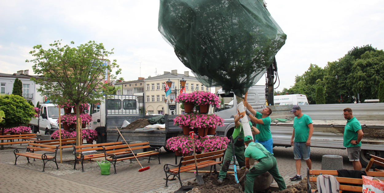 Pierwsze drzewa już na placu Kościuszki, ważą po 400 kg