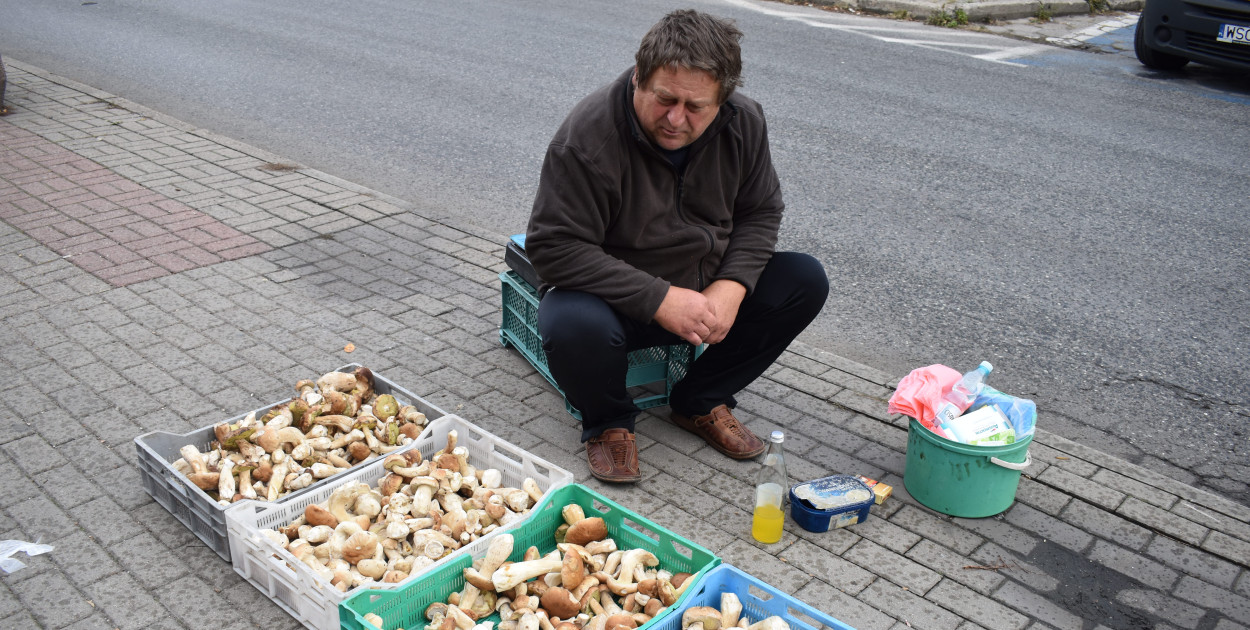 Zatrzęsienie prawdziwków przy Pokoju, rozmawiamy z grzybiarzami [SONDA]