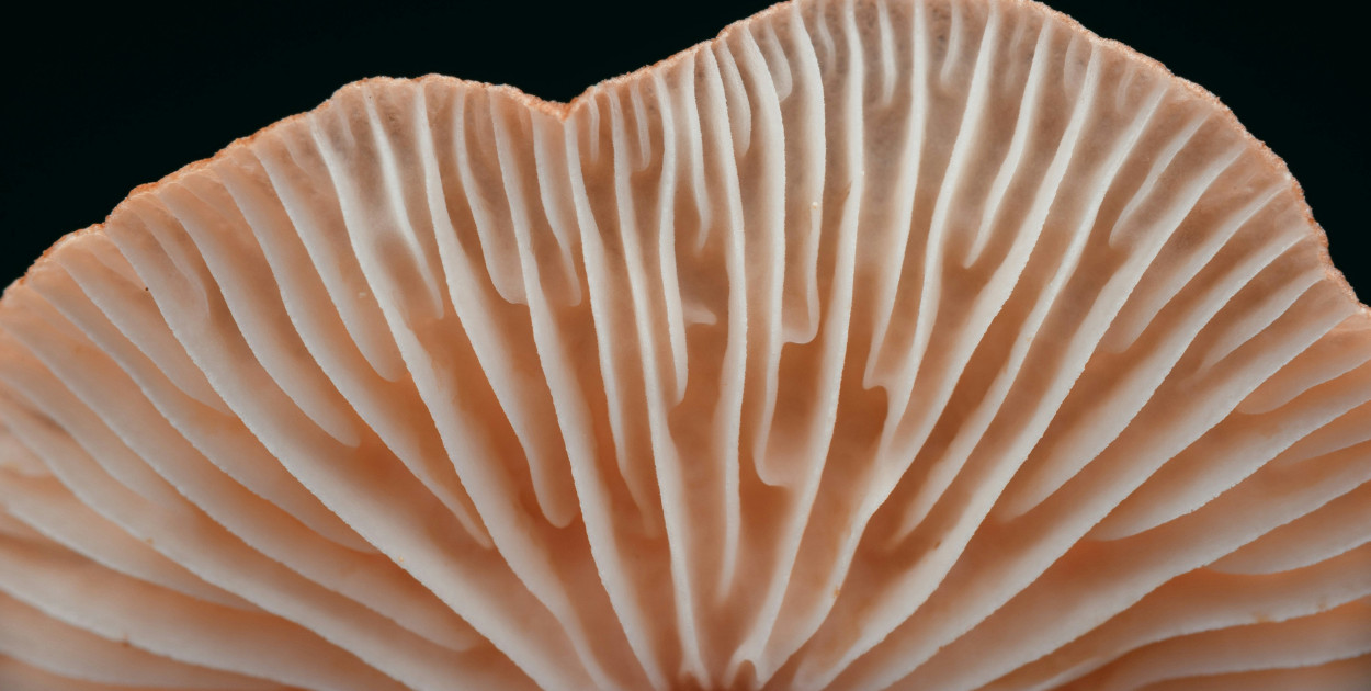 Gdzie sprawdzić czy grzyby są jadalne?