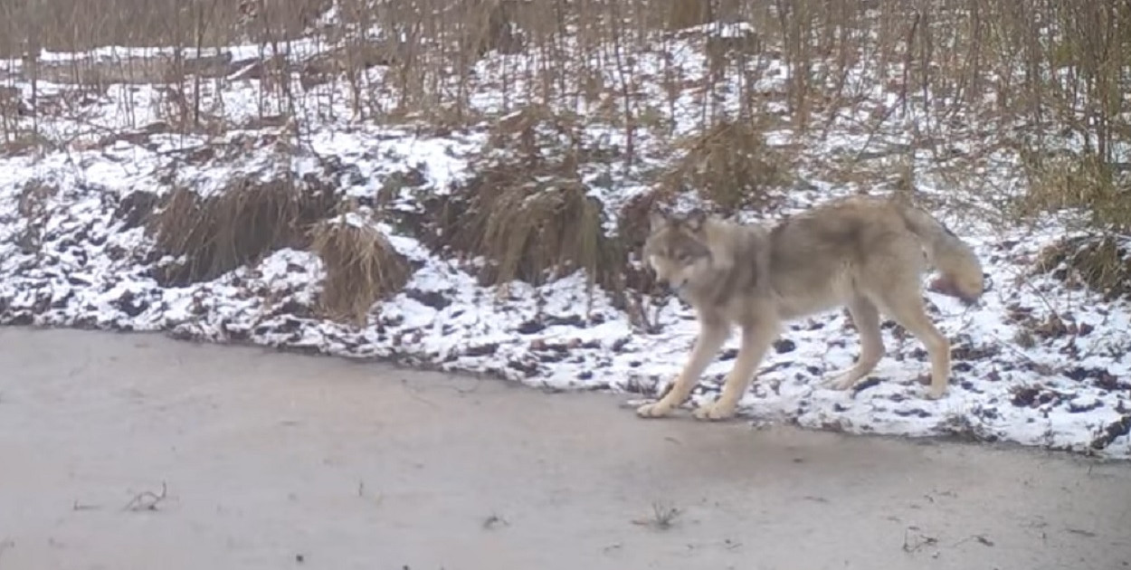 Kampinoskie wilki podzieliły park na trzy części