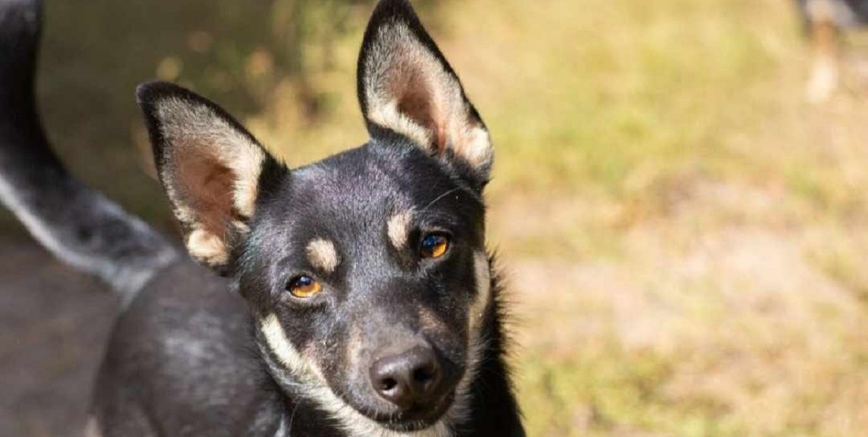 Piwko z fundacji Nero poleca się do adopcji
