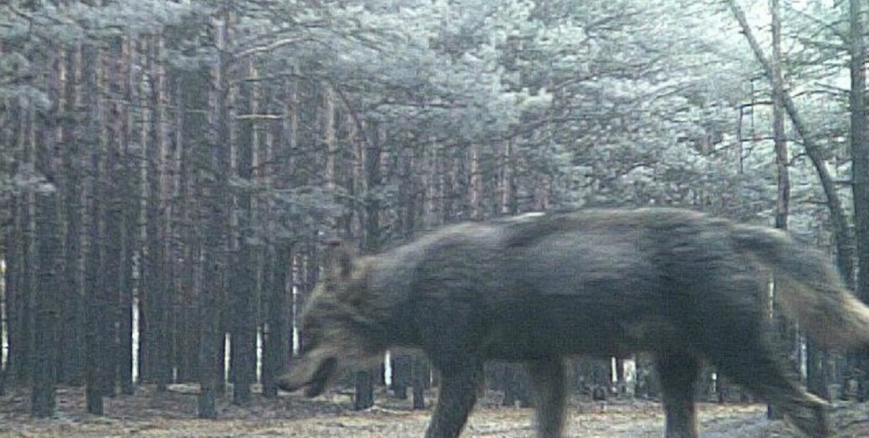 poglądowe foto z monitoringu, źródło: Lasy Państwowe