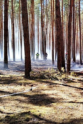 Pożar lasu w Leontynowie-13988