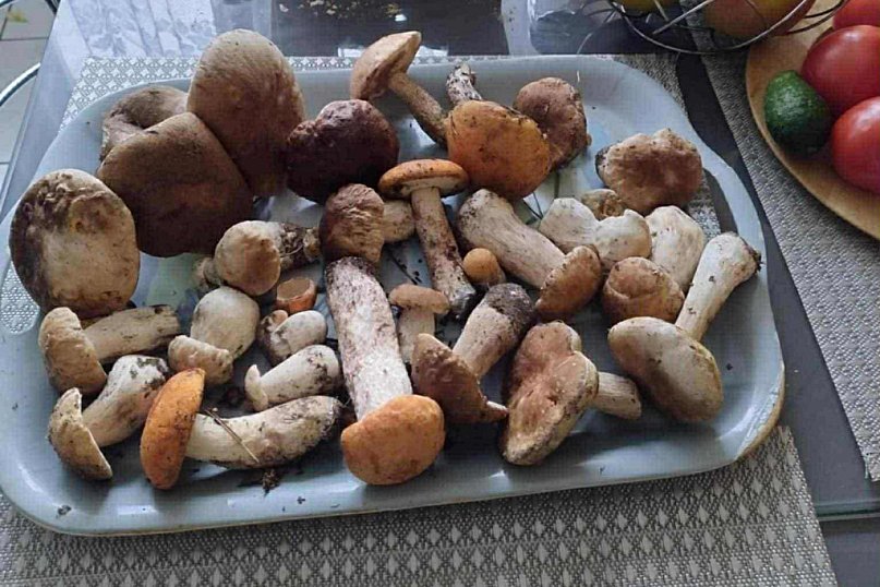 Są grzyby w naszych lasach!