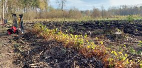 Nadleśnictwo Radziwiłłów: 100 ha lasów do posadzenia 