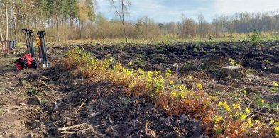 Nadleśnictwo Radziwiłłów: 100 hektarów lasów do posadzenia, są też straty-74356
