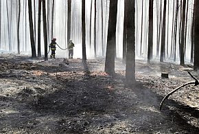Pożar lasu w Leontynowie, 8 zastępów straży w akcji-74786