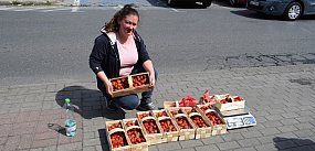 Truskawki na Pokoju już są, jest też odwieczny dylemat
