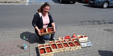 Truskawki na Pokoju już są, jest też odwieczny dylemat-83958