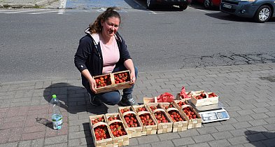 Truskawki na Pokoju już są, jest też odwieczny dylemat-83958